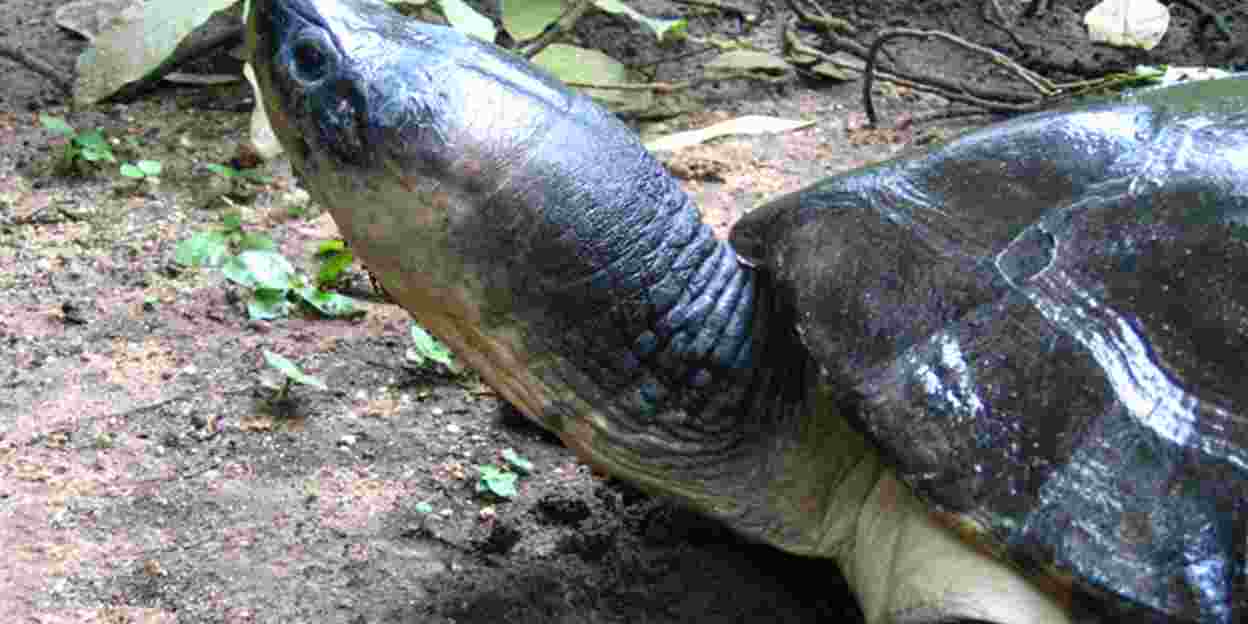 Borneo rivierschildpad (niet meer in Burgers' Zoo)