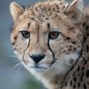 Lees meer over: Cheeta
