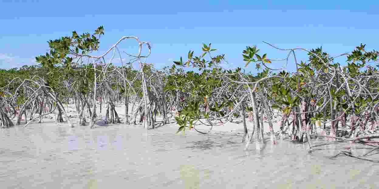 Mangroveproblemen