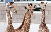 Drei neugeborene Giraffen in acht Tagen