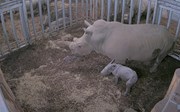 We have a little rhinoceros!