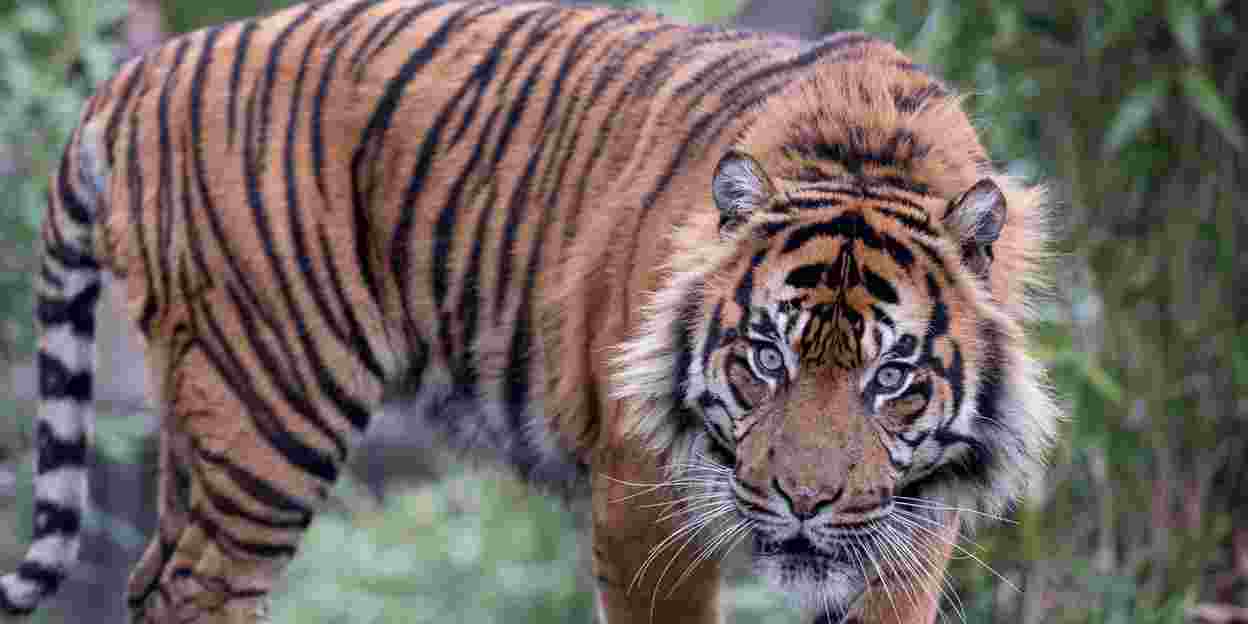 Tiger verschlingt unbefruchtetes Schwanenei