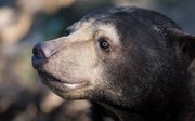 Wonderlijke derde geboorte Maleise beer 