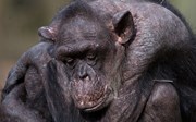 Arnhemse chimpansee inspiratiebron Frans de Waal