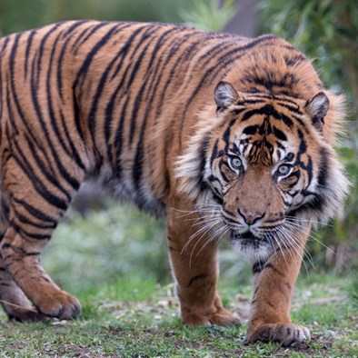 Tiger verschlingt unbefruchtetes Schwanenei
